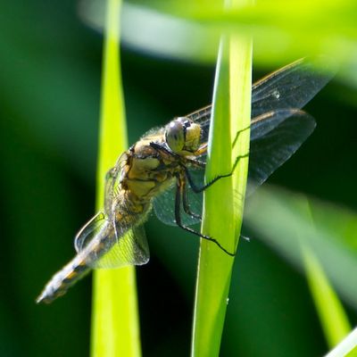 Dragonflies+uk+identification