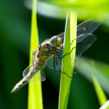 Identify+dragonflies+uk