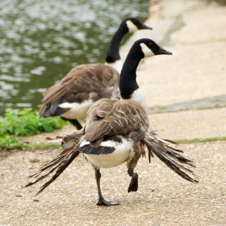 canada goose jas amerika canada goose jas amerika