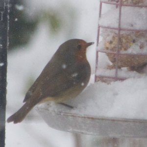 SnowyRobin SnowyRobin